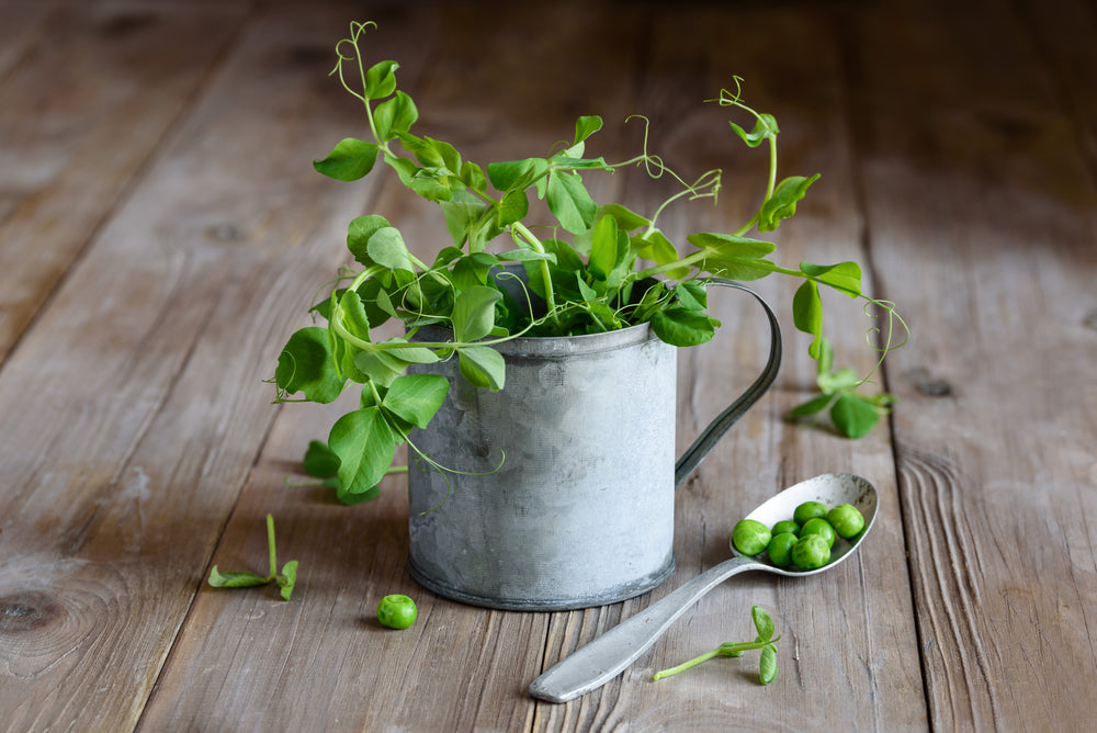 The Benefits of Pea Shoots for Healthy Hair FEATURED IMAGE