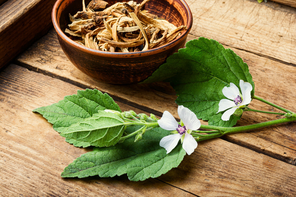marshmallow root benefits natural herb roots and leaves